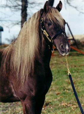 CAL DIN MUNTII STANCOSI